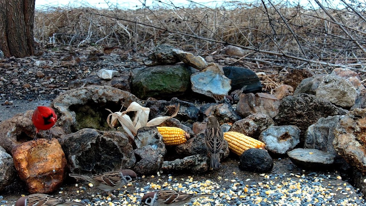Bird Feeder 12-26-2025