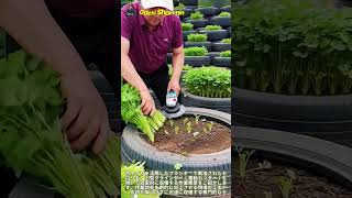 タイヤ再利用農園でのセロリ収穫作業と電動工具活用法 #worker #process #recycled #farm #technique