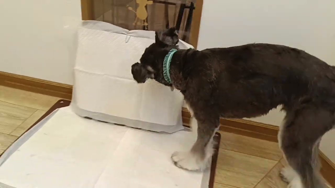 シュワちゃんと遊ぶ♪ - YouTube