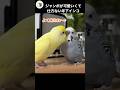 急におばあちゃんみたいになるインコ#インコ可愛い#癒し#shorts