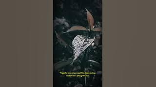 Story WA sholawat 30 detik