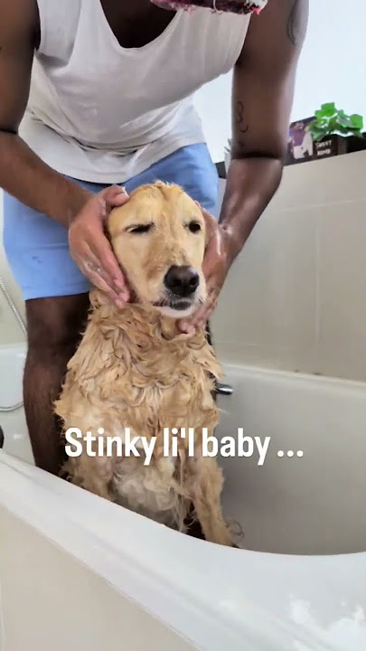 My stinky little angel 😇 #goldenretriever #dogmom #doglover #dogoftheday #doglife #dogshorts #fyp