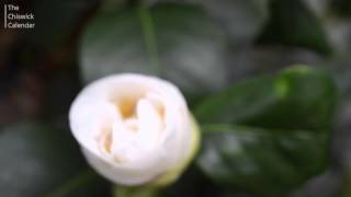 Download Lagu Camellias MP3