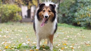 Caring for a Shetland Sheepdog with a Non Show Coat