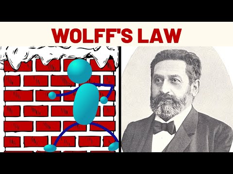 Wolff&rsquo;s Law Explained