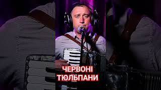 Червоні Тюльпани#Михайлозелінський #Акордеон #Українськіпісні #Music #Ukrainemusic