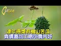 “花蓮山苦瓜”苦盡甘來 他負債蓋有機加工廠 苦甘茶包連年得獎 為三百農民找出路   ∣一步一腳印【小農共好有機山苦瓜】20240128