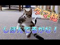 【悲報】猫が去勢手術後に自分のタマ様を確認した結果…