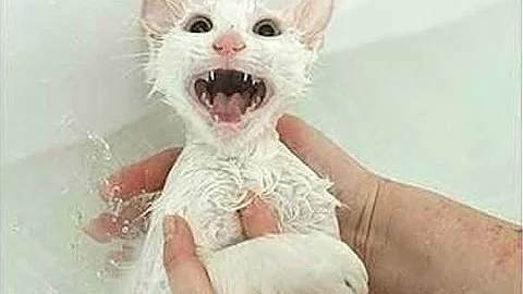 Cats Saying "No" to Bath - A Funny Cats In Water Compilation