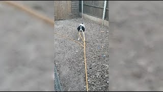 I Put The Hose In The Front Garden And My Dog Pulling It Back
