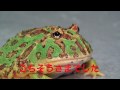 PacmanFood of Samurai-Japan Reptiles