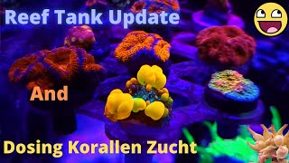 Reef Tank Update and Dosing Korallen Zucht