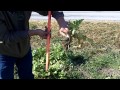 Big Cover Crop Radishes--Are they good or not so good?