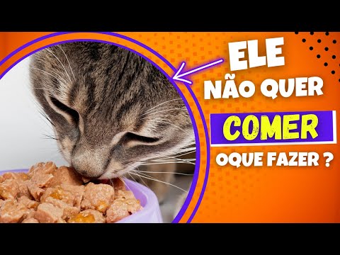 Vídeo: Então é por isso que os gatos pretos são considerados azarados?