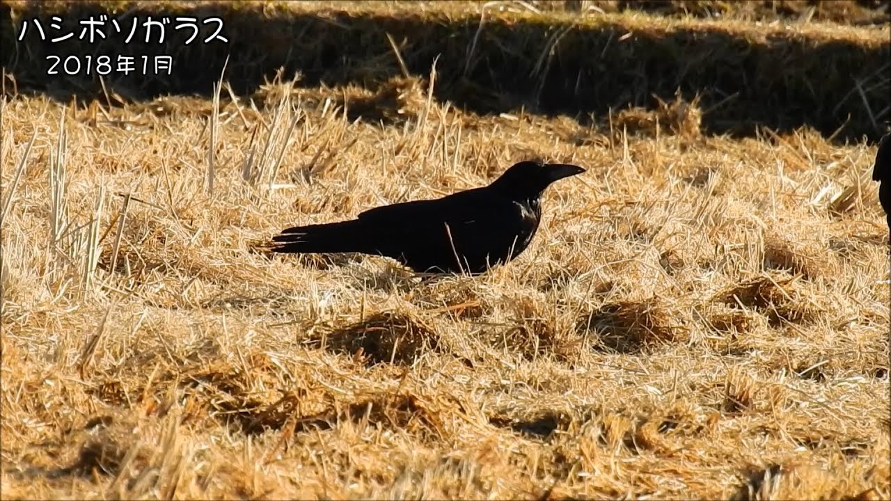野鳥雨靴 ハシボソガラス Carrion crow (Corvus corone)【狩猟鳥】
