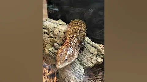 Land and sea exotic pets in Dallas Ga