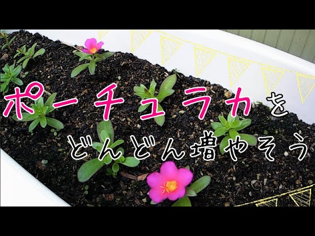 超簡単 どんどん増えるポーチュラカ 挿し芽でこんなに増えました Increase Portulaca Youtube