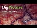 Inside The Brain A Big Picture Film For The Wellcome Trust Inside The Brain A Big Picture Film For The Wellcome Trust