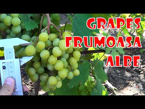 Video: Description of the Frumoas Alba grape variety