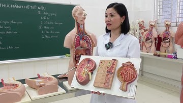 Giải phẫu Hệ tiết niệu