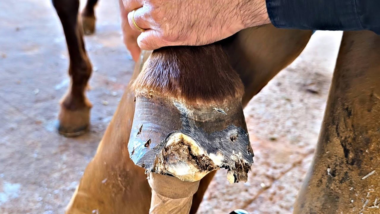 Super broca se alastrou no casco!
