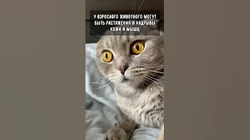 Можно ли поднимать кота за шкирку?
