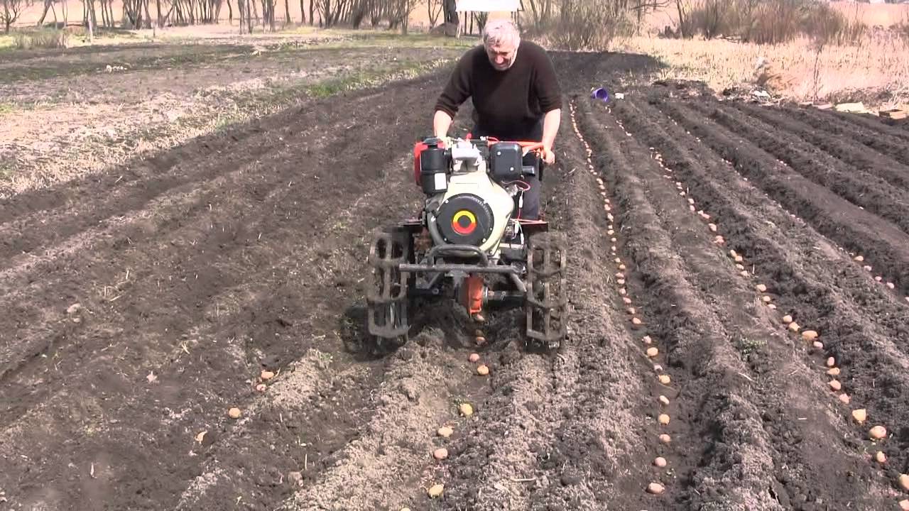 Как сажать плугом. BCS 740 PS мотоблок для посадка картофеля. Технология посадки картофеля мотоблоком с окучником. Посадка картошки мотоблоком с окучником. Посадка картофеля мотоблоком ЗУБР.