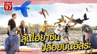 ลุ้นไฮยาซินบินอิสระ จะลงคอนมั๊ย ,Free-flying hyacin parrots - เพื่อนรักสัตว์เอ้ย EP.97 [2/2]