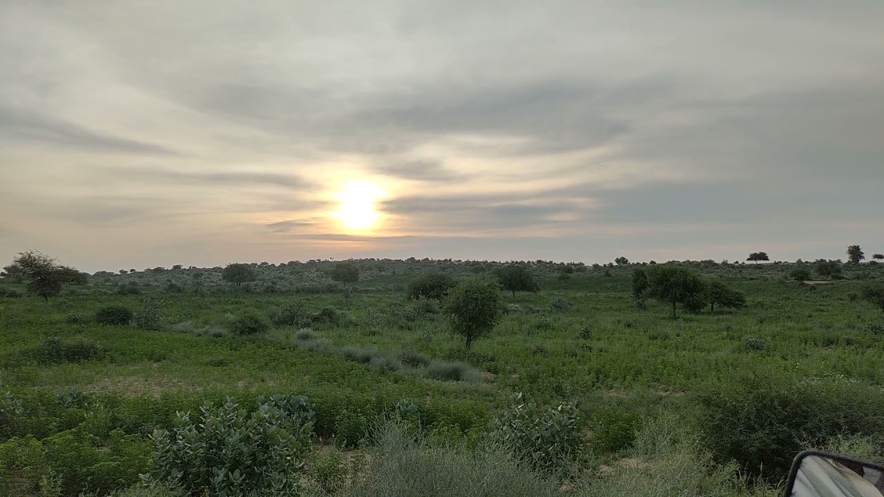 Green beauty Tharparkar beautiful video 