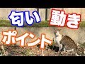 野良猫に近付く方法！逃げる猫の警戒心を解くための３つのポイント！