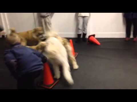 video editing software free playtime after class at Paws Dream Doggie Day Care