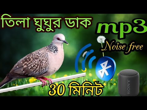 Spotted dove calls Dove birds sound gugu pakir dak     bmmedia1