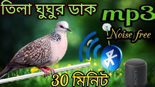 spotted dove calls /Dove birds sound /gugu pakir dak /ঘুঘু পাখির ডাক /#bmmedia1 screenshot 3