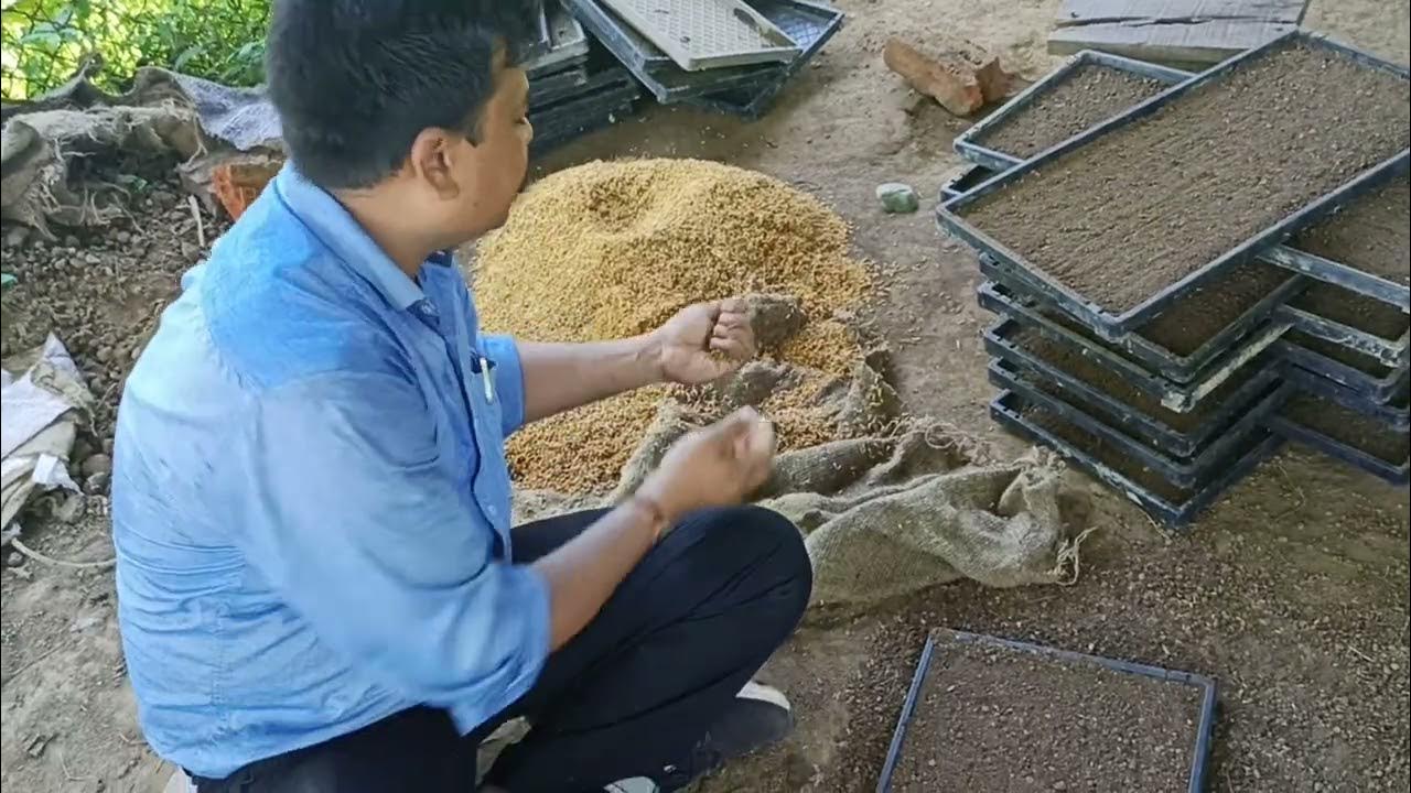 MAT TYPE NURSERY PREPARATION FOR RICE TRANSPLANTER YouTube