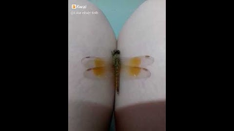 Cho cắn rốn để biết bơi