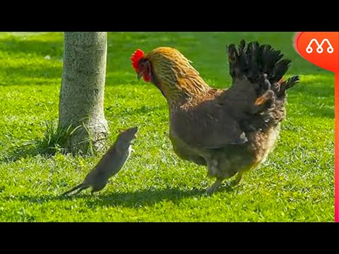 Vídeo: As galinhas comem ratos?