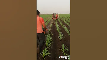 معلمين في اي قار اما انتم فيه منكم قطار 