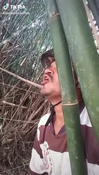 O bambu tá gemendo é eu só de tocaia