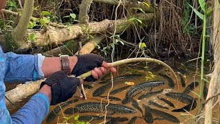 Amazing Snakehead Fishing Video | Traditional Fishing in Village