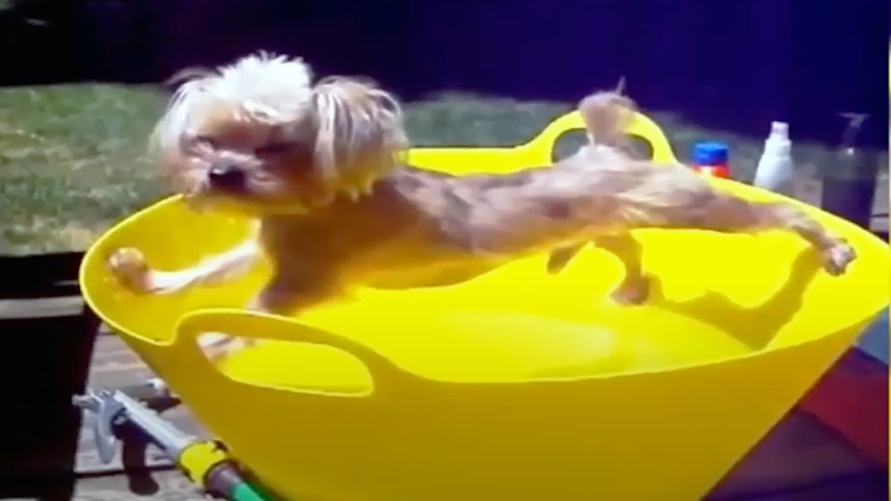 Dogs just don't want to bath - Funny dog bathing compilation