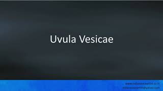 Pronunciation Of The Words Uvula Vesicae.