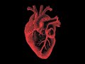 Cours du cpc m3c necker anatomie du coeur normal et des cardiopathies simples