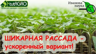 ШИКАРНАЯ РАССАДА ТОМАТА ВСЕГО ЗА 22 ДНЯ! РОСТ В 3 РАЗА БЫСТРЕЕ! Весь секрет в...