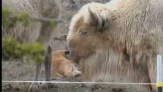 3 Rare White Bison Calves Born In Ore.