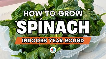 How To Grow Spinach Indoors Year-Round with Grow Lights - Complete Indoor Gardening Guide