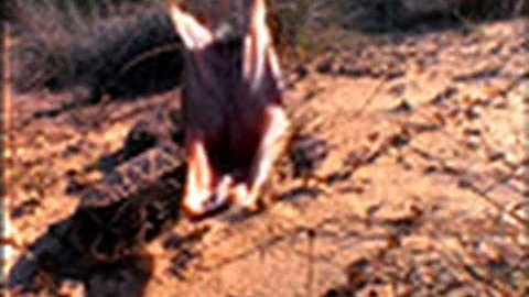 Survival Guide: Rattlesnake | National Geographic