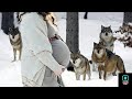 The wild wolves surrounded the pregnant woman what happened then surprised the whole village