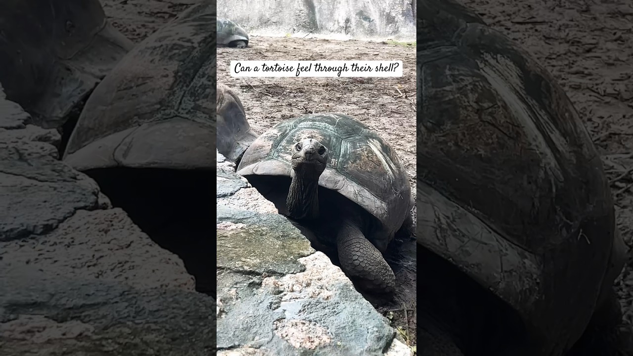 150 years old tortoise😱 