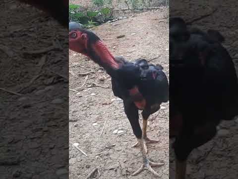 Video gà chọi | ô mắt trắng #ganoi #shorts - youtube