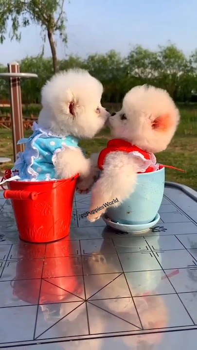 Tea cup puppy price in India | Best dog price in India | Teacup Pomeranian videos #teacup #price